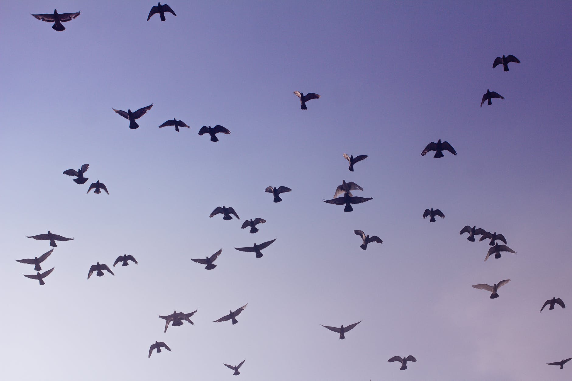 low angle photography of flock of bird flying