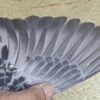 20-100194 公：圖片 3