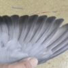 19-302871 公：圖片 3