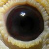 20-110771 公：圖片 2