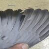 20-653299 母：圖片 3