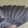 23-000566 公：圖片 3