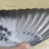 23-180915 公：圖片 3