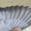 23-851286 母：圖片 3