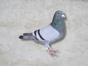 23-856436 公