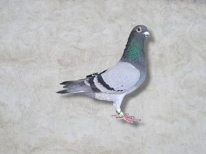 23-865811 公