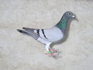 24-781112 公