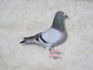 25-888023 母