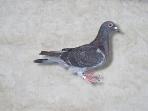25-888038 母