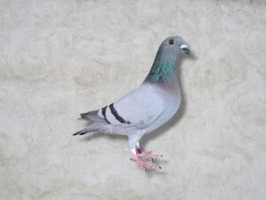 25-888142 母
